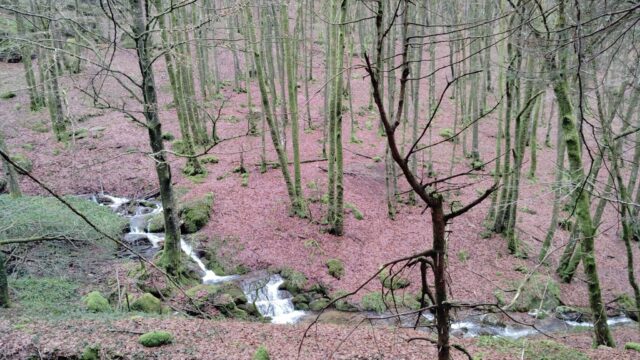 Labastide Rouairoux, forêt de Beson