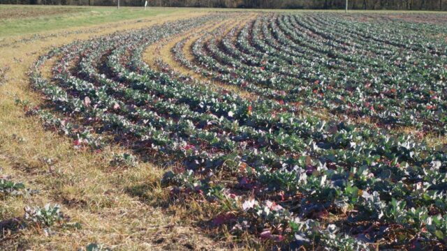 Laboutarié, les Terres blanches